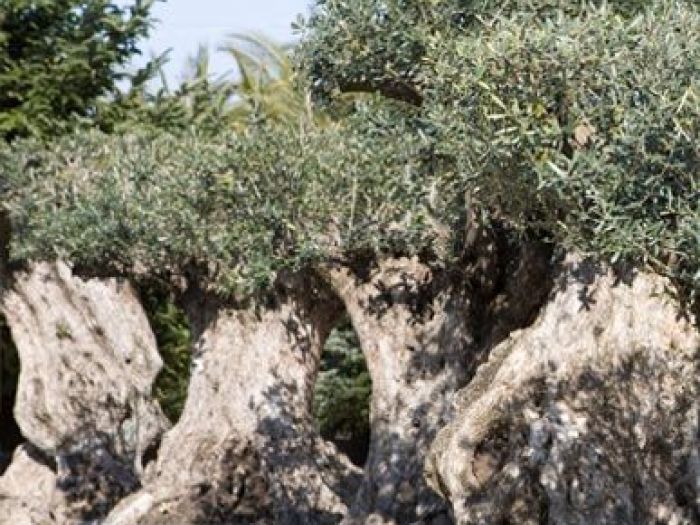 Archisio - Vivai Cantatore - Progetto Piante