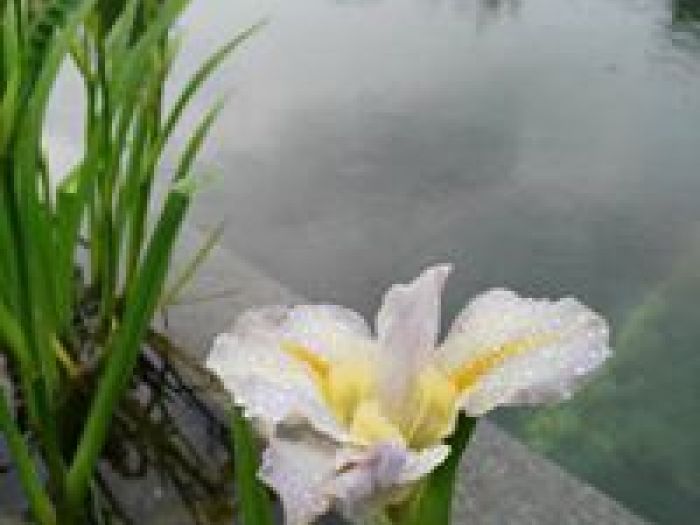 Archisio - Arqtropa Studio - Progetto Piscine naturali e vegetazione acquatica