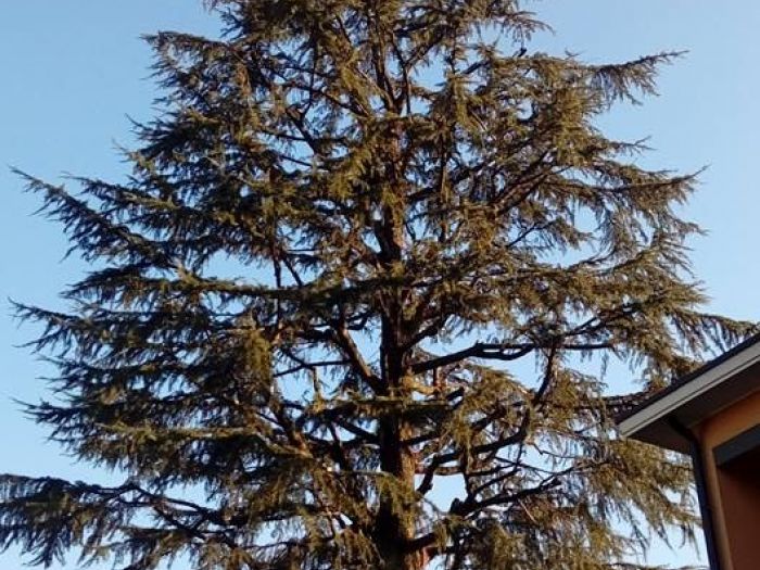 Archisio - I Giardini Dei Tudor - Progetto Tree climbing