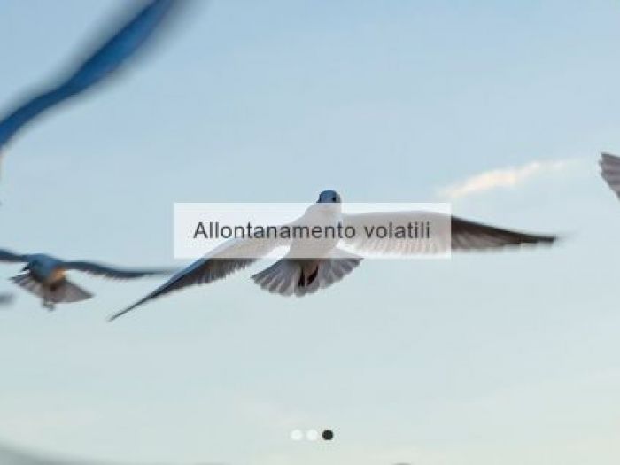 Archisio - Na Services - Progetto Allontanamento volatili