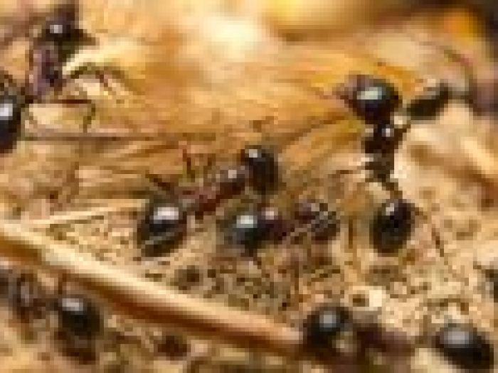 Archisio - Csgbnet Service Srls - Progetto Disifestazioni