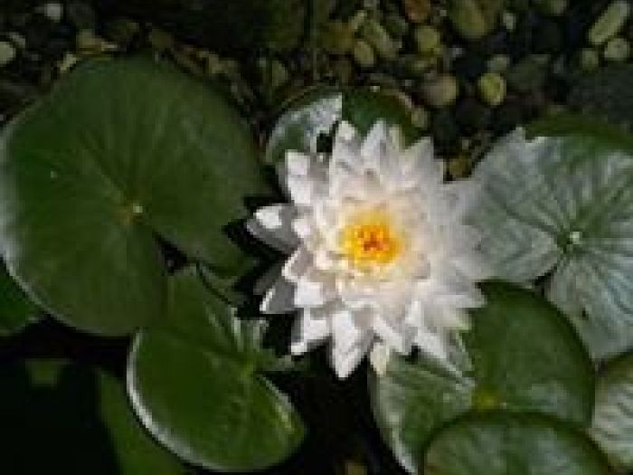 Archisio - Arqtropa Studio - Progetto Piscine naturali e vegetazione acquatica