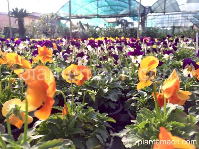 Archisio - Piante Macri - Progetto Serre di produzione