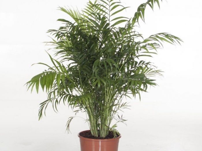 Archisio - Artenatura Vivai Saas - Progetto Piante da interno