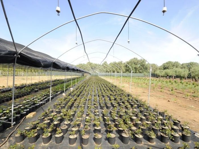 Archisio - Piante Macri - Progetto Serre di produzione