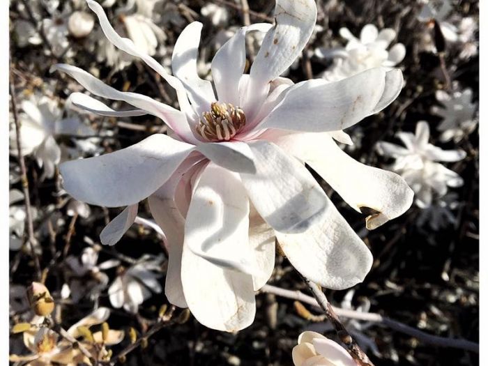 Archisio - Vivai Cantatore - Progetto Piante