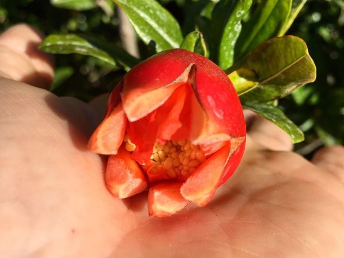 Archisio - Vivai Cantatore - Progetto Piante