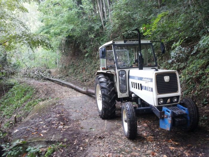 Archisio - Il Dottore Del Verde Di Bruno Barnaba - Progetto Utilizzazioni boschive