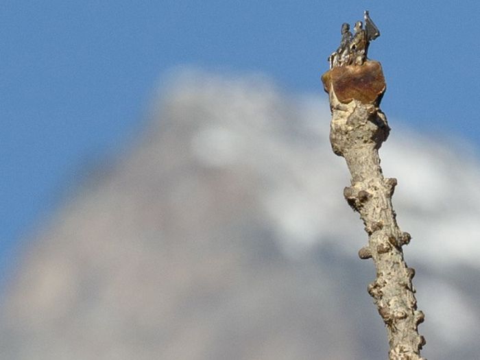 Archisio - Studio Cc - Progetto Alphorn