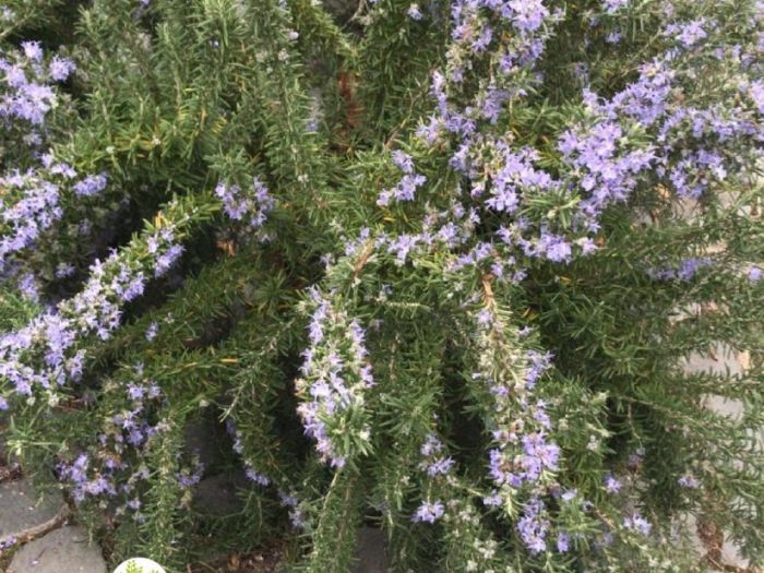 Archisio - Balduzzi Alessandra - Progetto Piante aromatiche