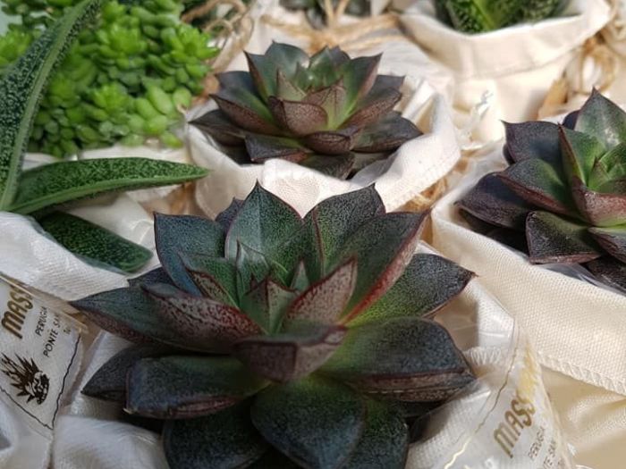 Archisio - Massarroni - Vivai Piante - Garden - Progetto Vivai e piante