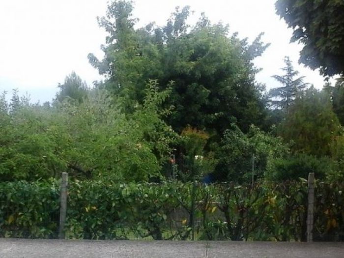 Archisio - Il Marito In Affitto - Progetto Giardinaggio