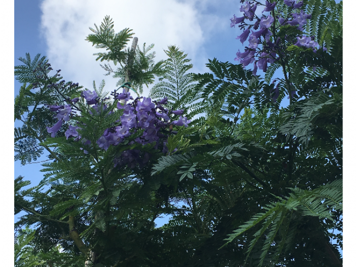 Archisio - Vivai Cantatore - Progetto Piante