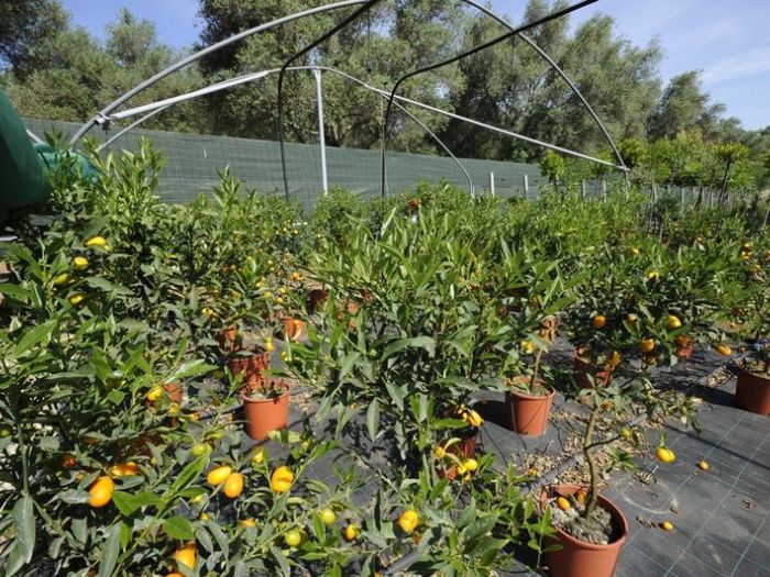 Archisio - Piante Macri - Progetto Serre di produzione