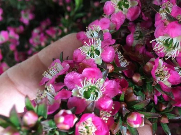 Archisio - Vivai Cantatore - Progetto Piante