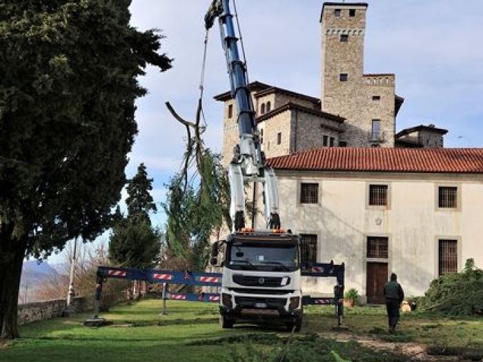 Archisio - Il Dottore Del Verde Di Bruno Barnaba - Progetto Abbattimento cedro monumento sisma 1976