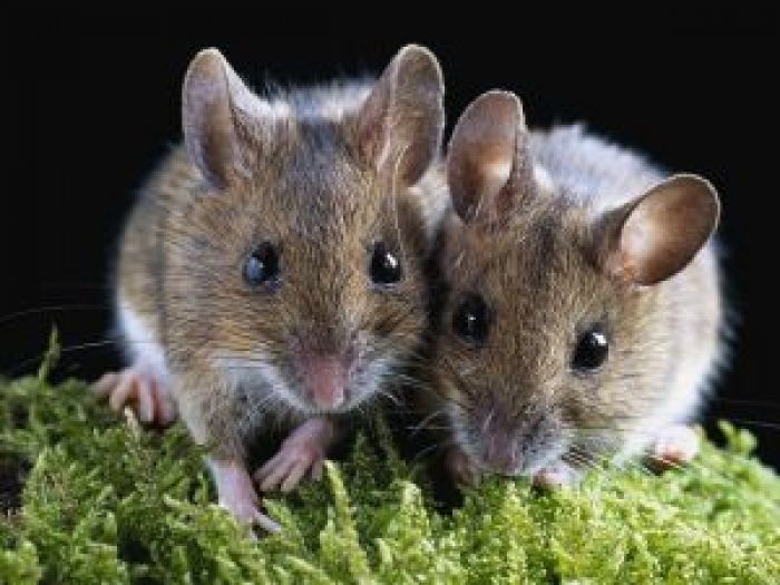 Archisio - Cordella Disinfestazioni E Disinfezioni A Torino - Progetto Debellare topi e ratti derattizzazione torino