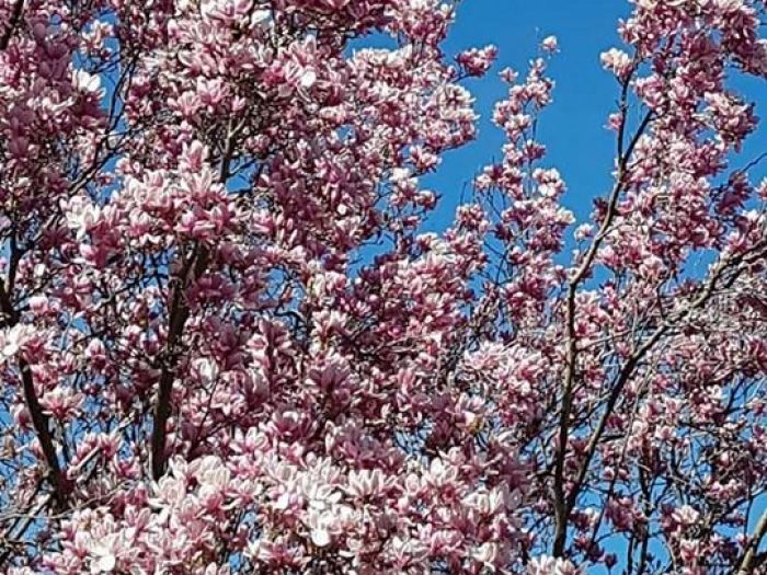 Archisio - Architettura Del Paesaggio Studio Adp - Progetto Ristrutturazione esterni