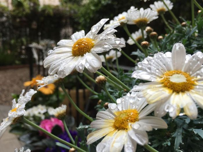 Archisio - Progettare Spazi Verdi - Progetto Unoasi romantica