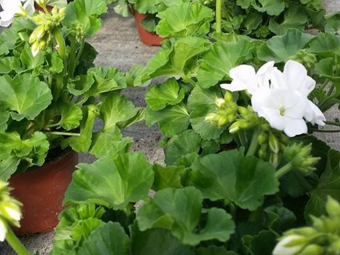 Archisio - Massarroni - Vivai Piante - Garden - Progetto Vivai e piante