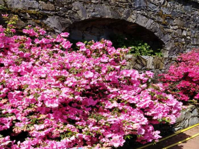 Archisio - Blugarden Di Martinelli Gianluca Traverso Marco Snc - Progetto Ingegneria naturalistica