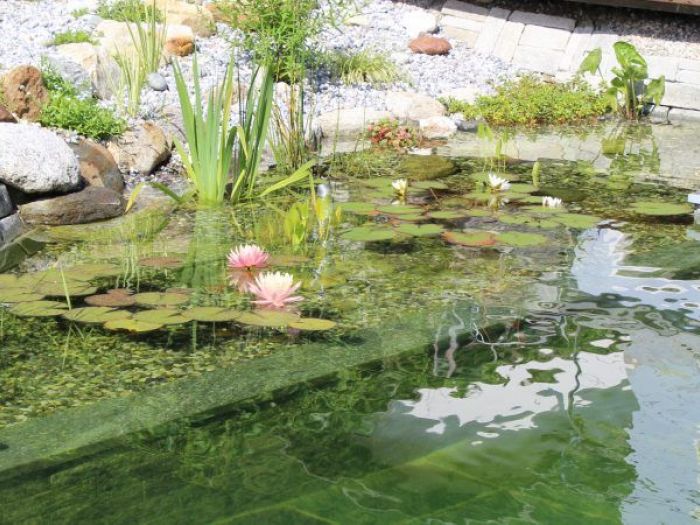 Archisio - Arqtropa Studio - Progetto Biopiscina