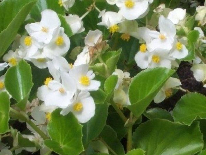 Archisio - Stefano Siboni - Progetto Giardinaggio