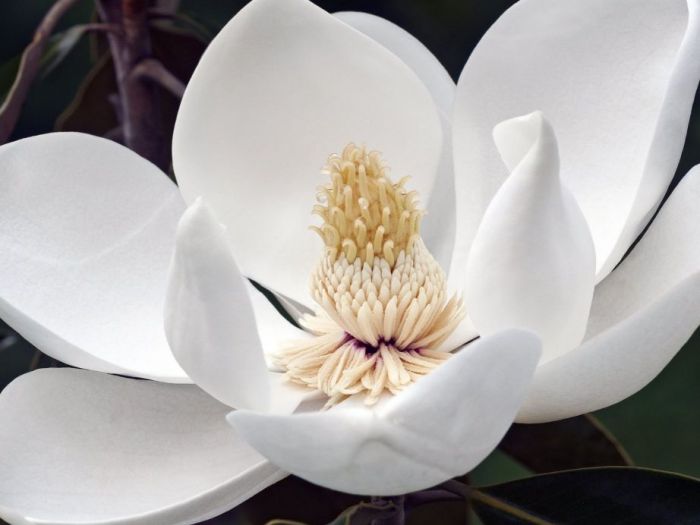 Archisio - Artenatura Vivai Saas - Progetto Piante da esterno