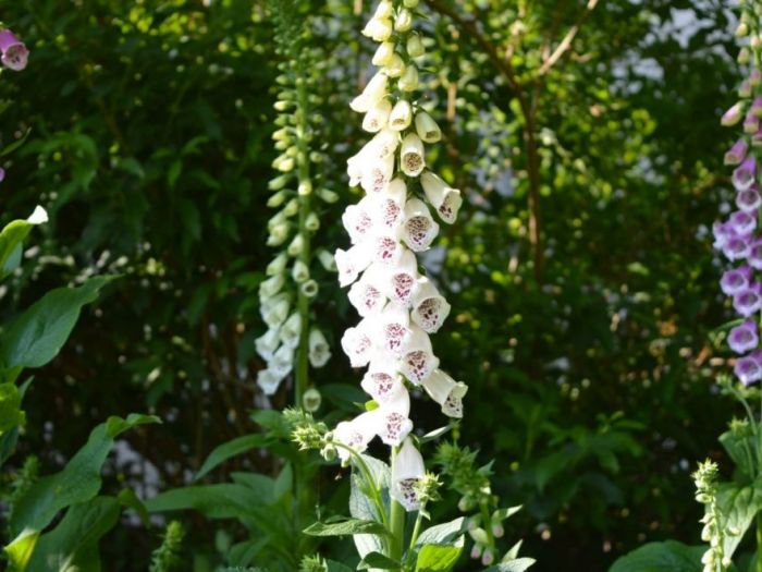 Archisio - Luca Docci - Progetto Giardino naturale