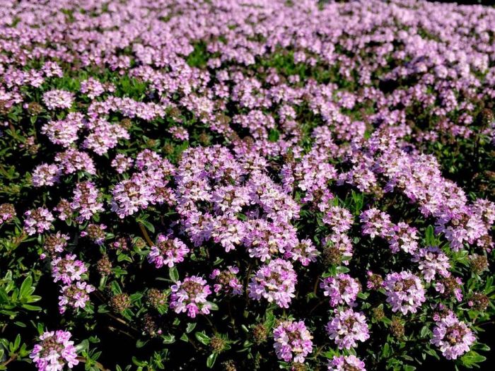 Archisio - Vivai Cantatore - Progetto Piante