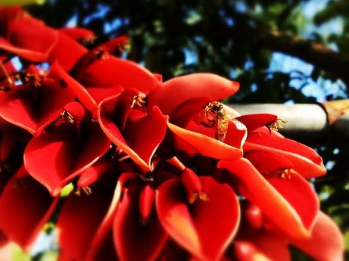 Archisio - Vivai Cantatore - Progetto Piante