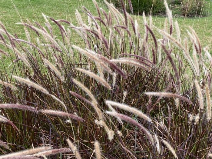 Archisio - Claudia Dibbe Piazza - Progetto Storica dellarte ed ingegnere agronomo Paesaggismo e home decor counselling