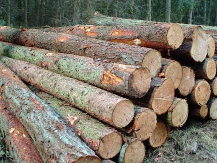 Archisio - Dolomiti Costruzioni In Legno Di Case - Progetto Materiale e ambiente