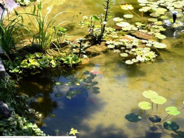 Archisio - Architetto Del Paesaggio Designer Del Verde - Progetto Laghetto decorativo