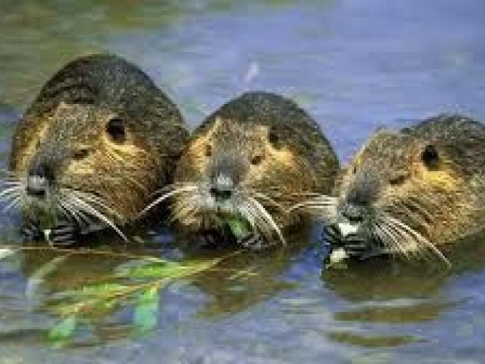 Archisio - Disinfestazioni Pest Company Di Luca Lorenzon - Progetto Derattizzazione disinfestazione topi ratti