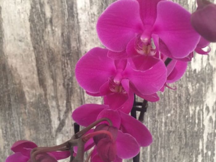 Archisio - Paolo Spigolon - Progetto Questo lavoro lo chiamo nome il nome della mia aziendaspirito libero