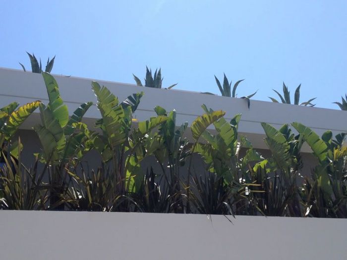 Archisio - Carlo Maria Maggia - Progetto Giardini