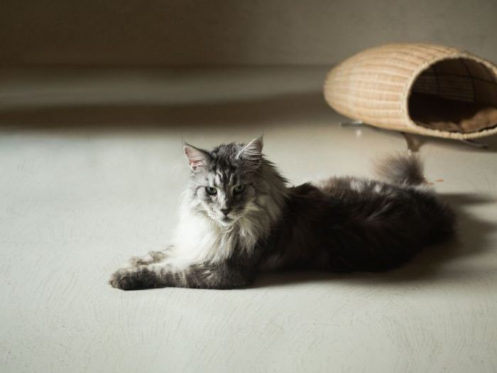 Archisio - Brandodesign - Progetto La cuccia baco