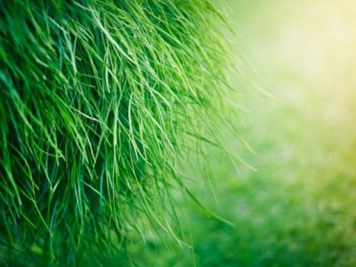 Archisio - Dotto Francesco Consulting Green - Progetto Verde verticale interno casa