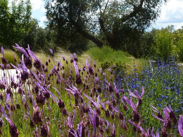 Archisio - Elisabetta Fermani - Progetto Giardino privato