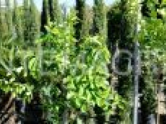 Archisio - Piante Macri - Progetto Il vivaio