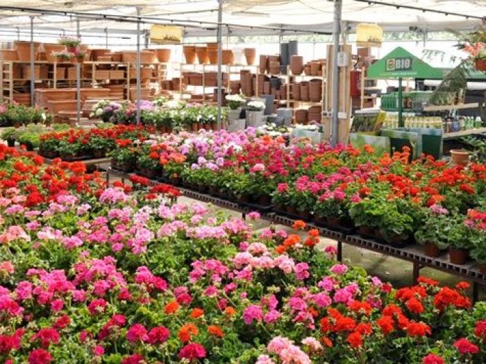 Archisio - Piante Macri - Progetto Il vivaio