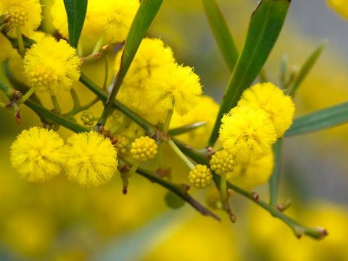 Archisio - Vivai Cantatore - Progetto Piante