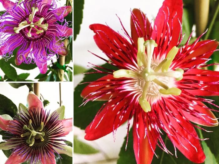 Archisio - Vivai Cantatore - Progetto Piante