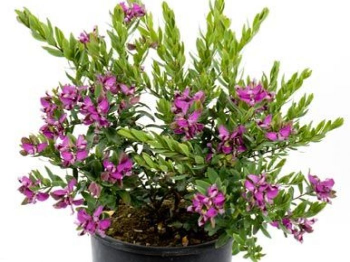 Archisio - Vivai Cantatore - Progetto Piante