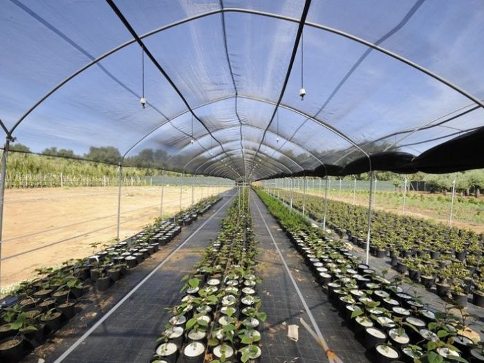 Archisio - Piante Macri - Progetto Serre di produzione