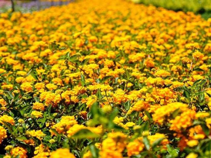 Archisio - Vivai Cantatore - Progetto Piante