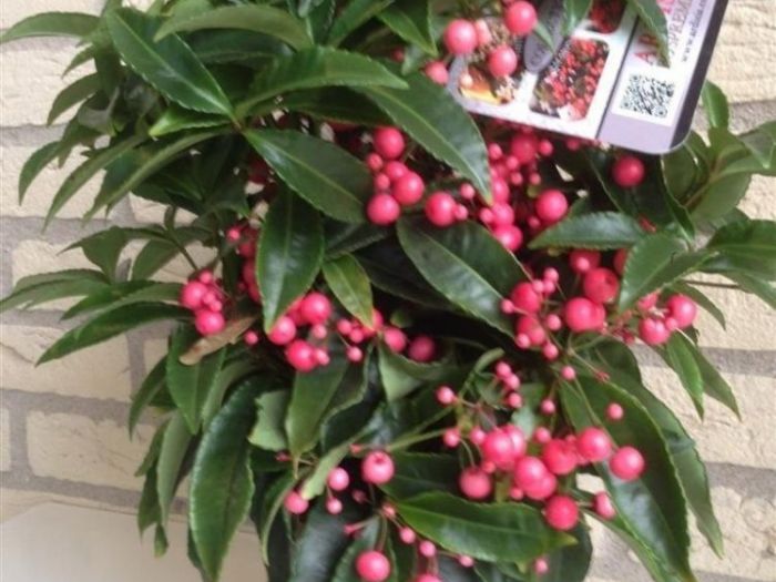 Archisio - Artenatura Vivai Saas - Progetto Piante da interno