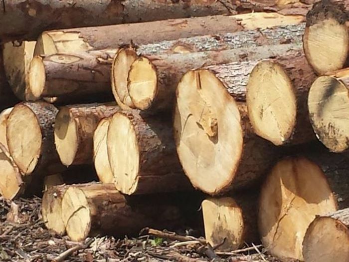 Archisio - Falegnameria Emmebi - Progetto Emmebi di benassini matteo