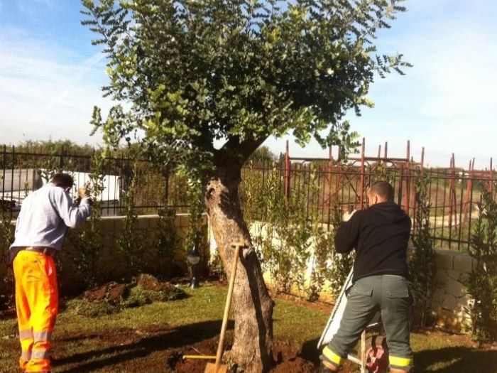 Archisio - Service Garden - Progetto Manutenzione verde